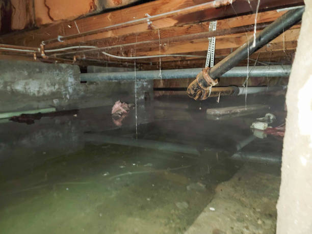 Best Basement water damage restoration  in Chatsworth, GA