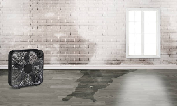 Best Carpet water damage restoration  in Chatsworth, GA